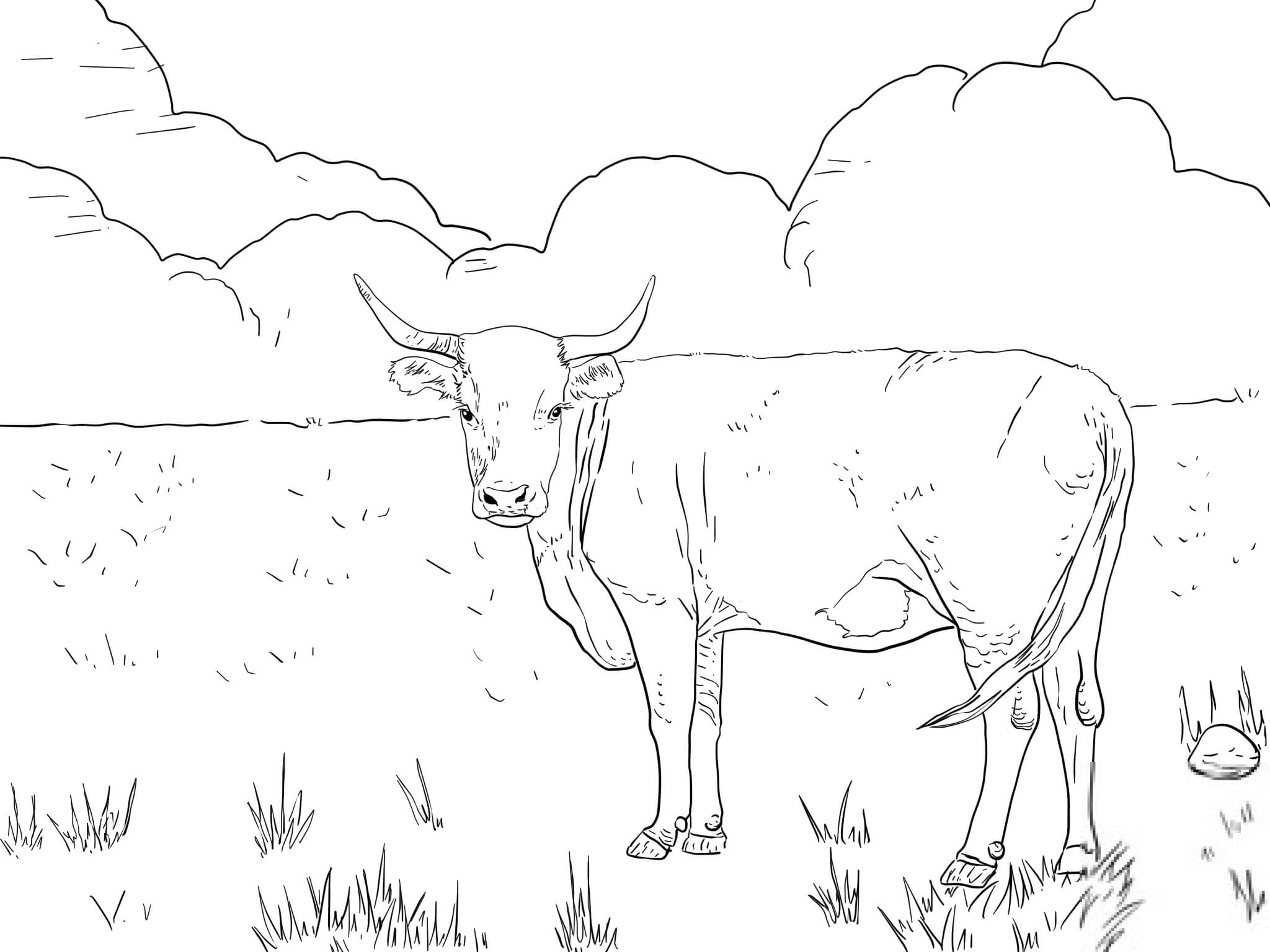 Krowa hereford