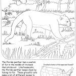 Florida Panther