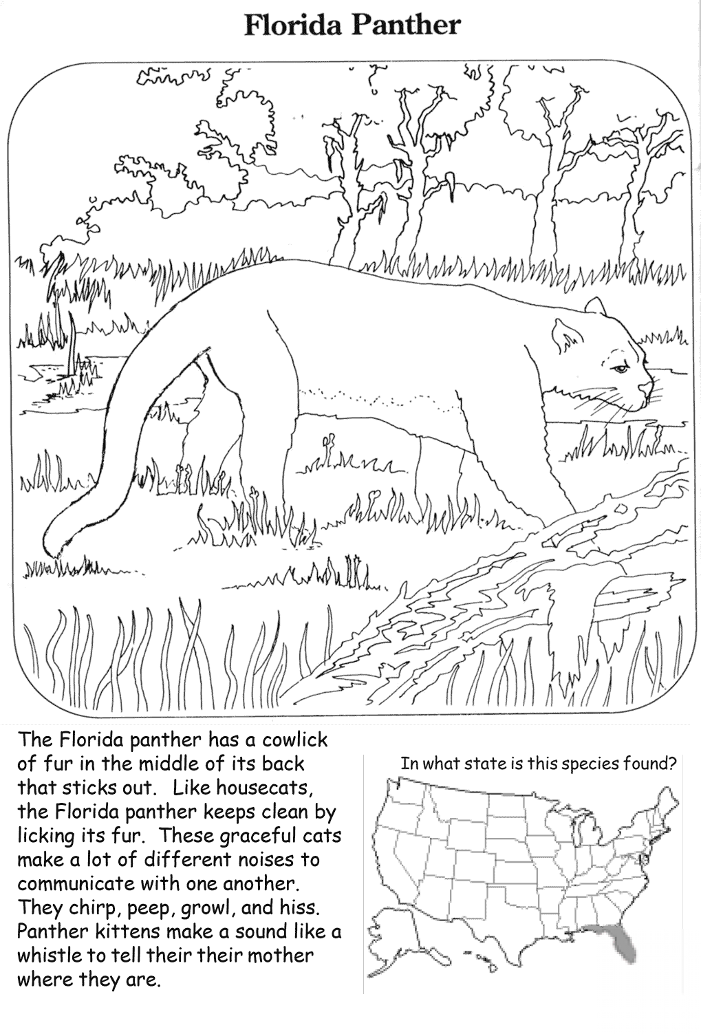Florida Panther