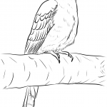 Kukułka