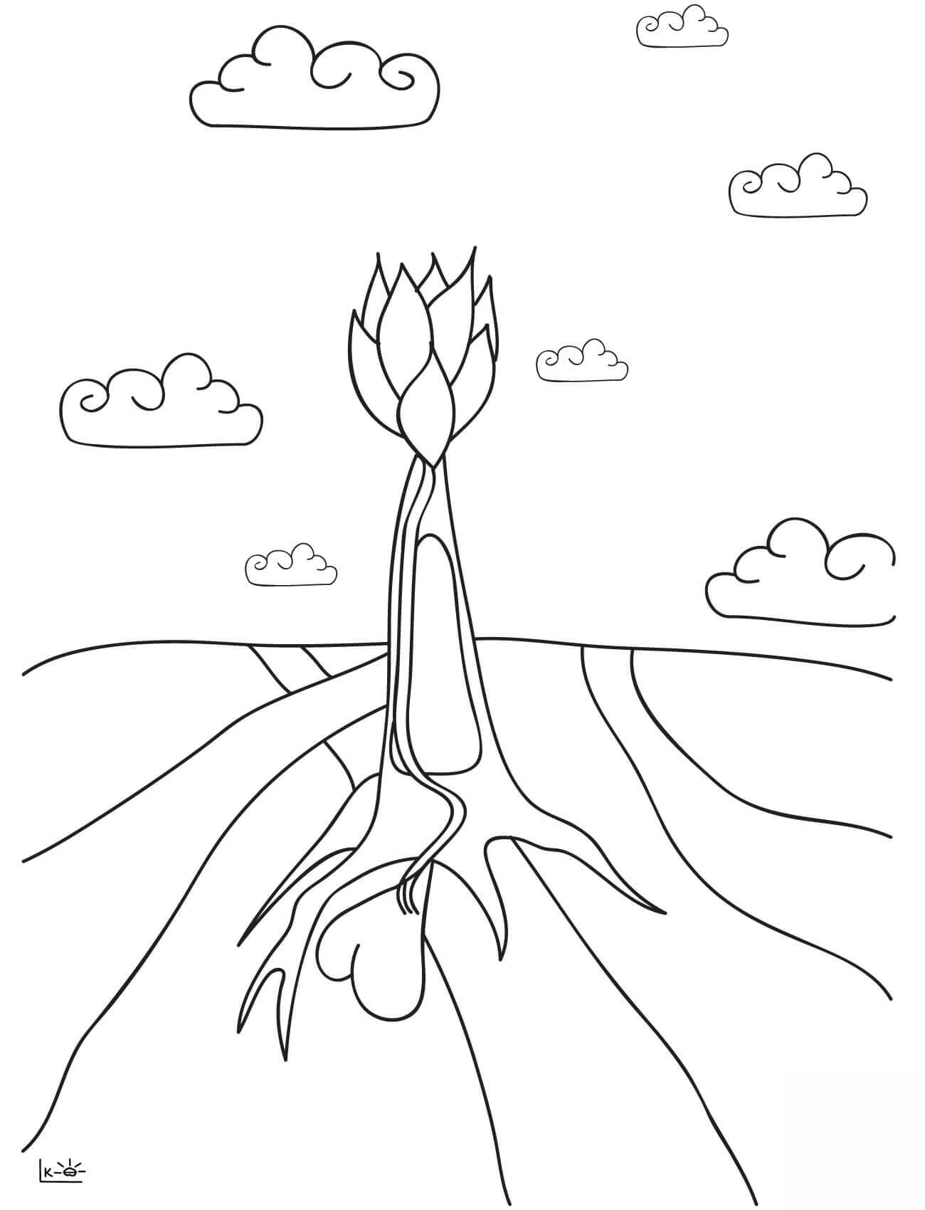 The Root of Love