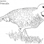 Frankolin indyjski