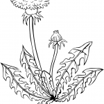 Dmuchawiec
