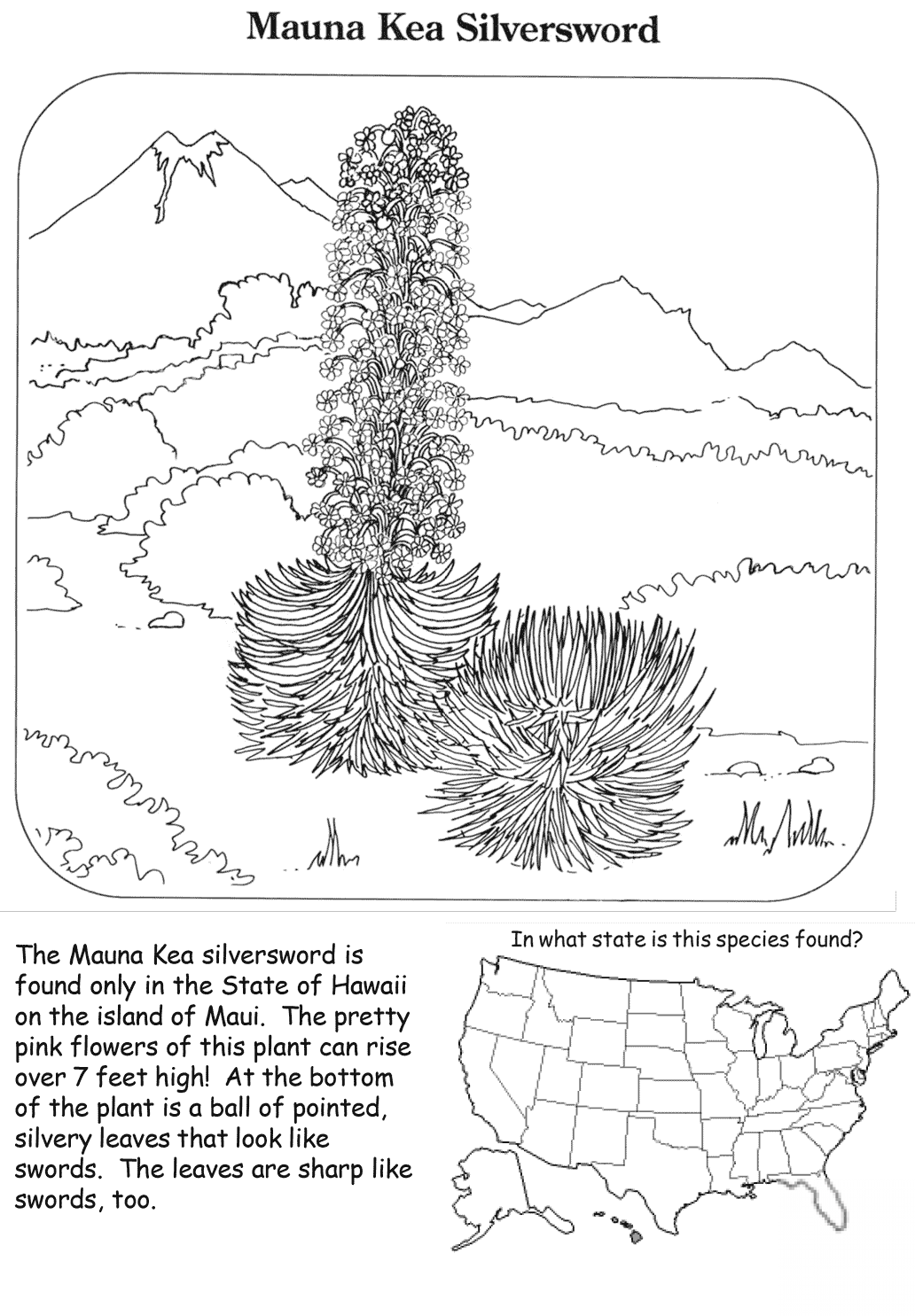 Mauna Kea Silversword