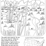 Green Pitcher Plant