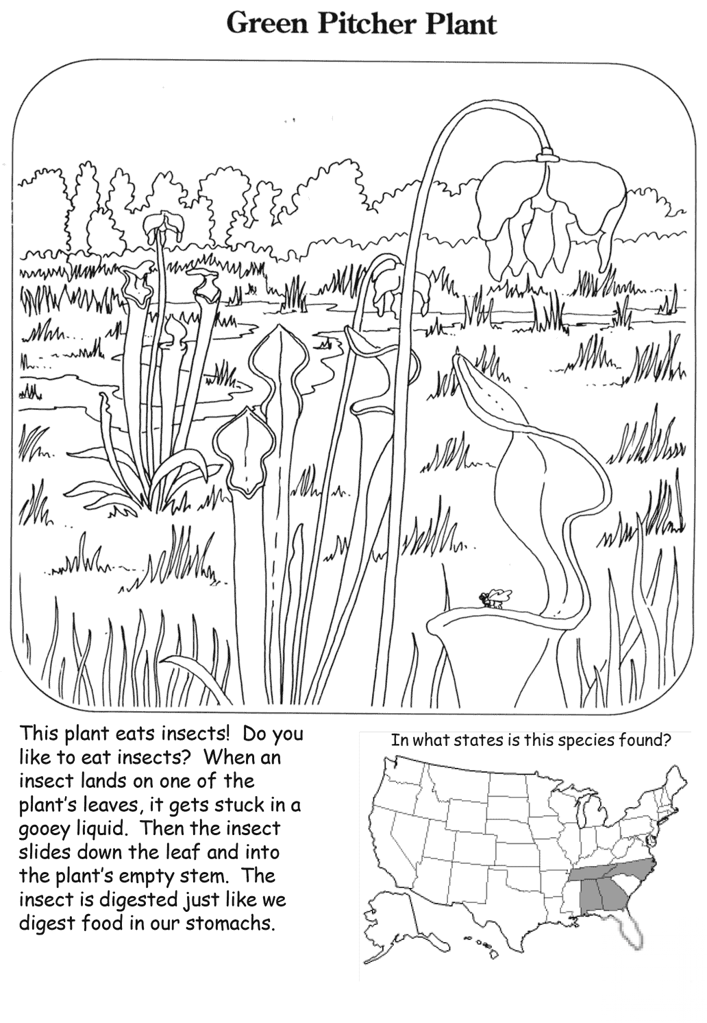 Green Pitcher Plant