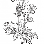 Spotted Geranium