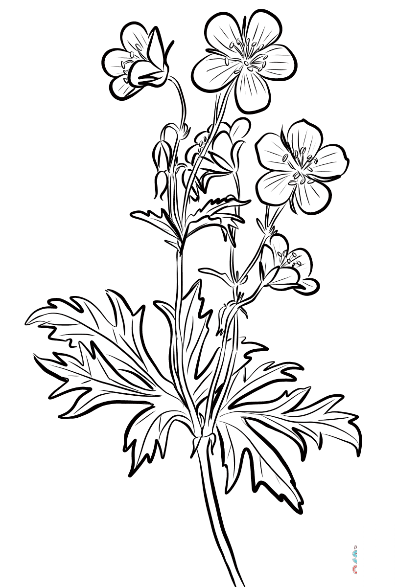 Spotted Geranium