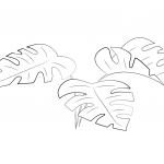 Monstera Leaves