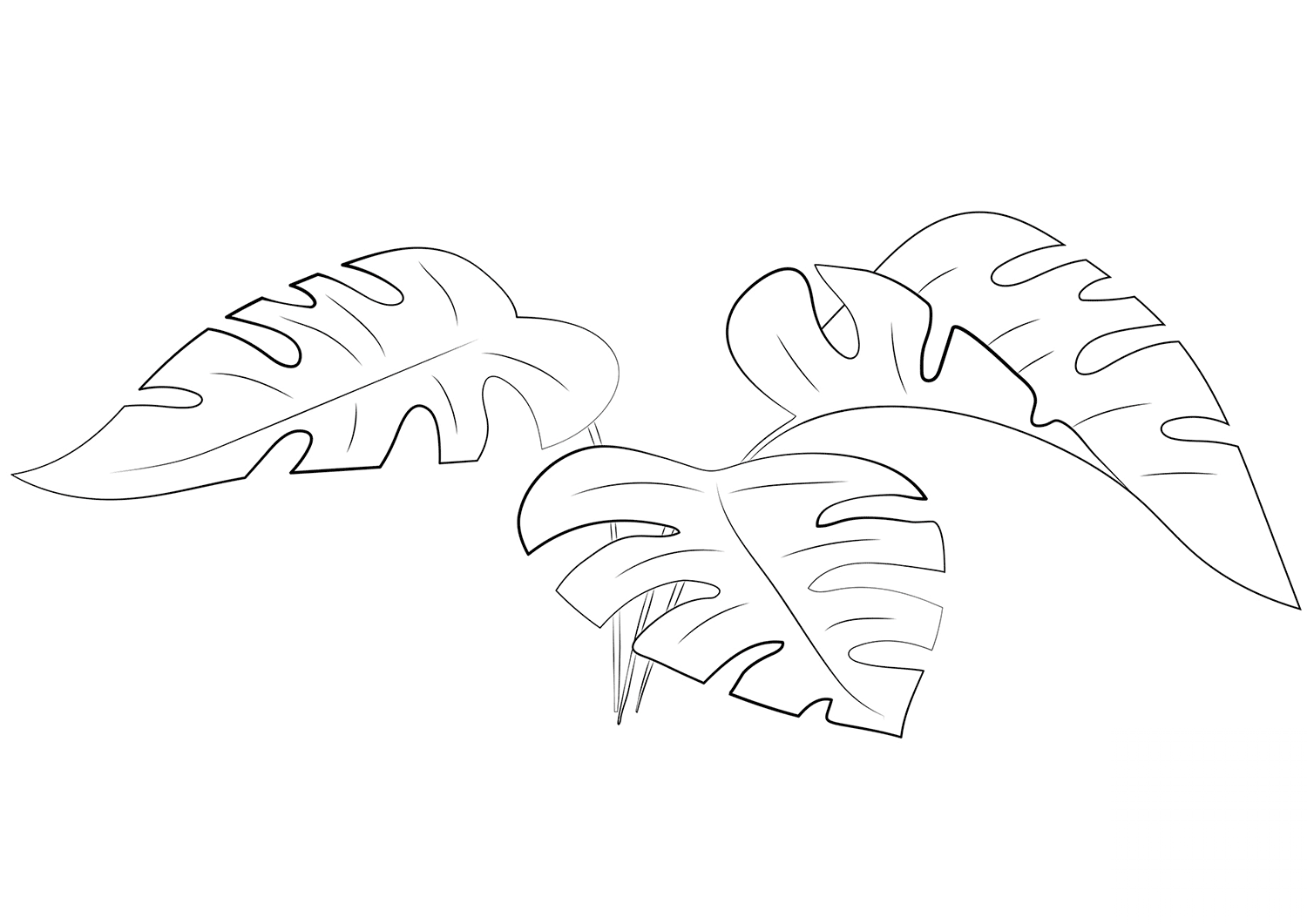 Monstera Leaves