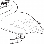 Łabędź niemy