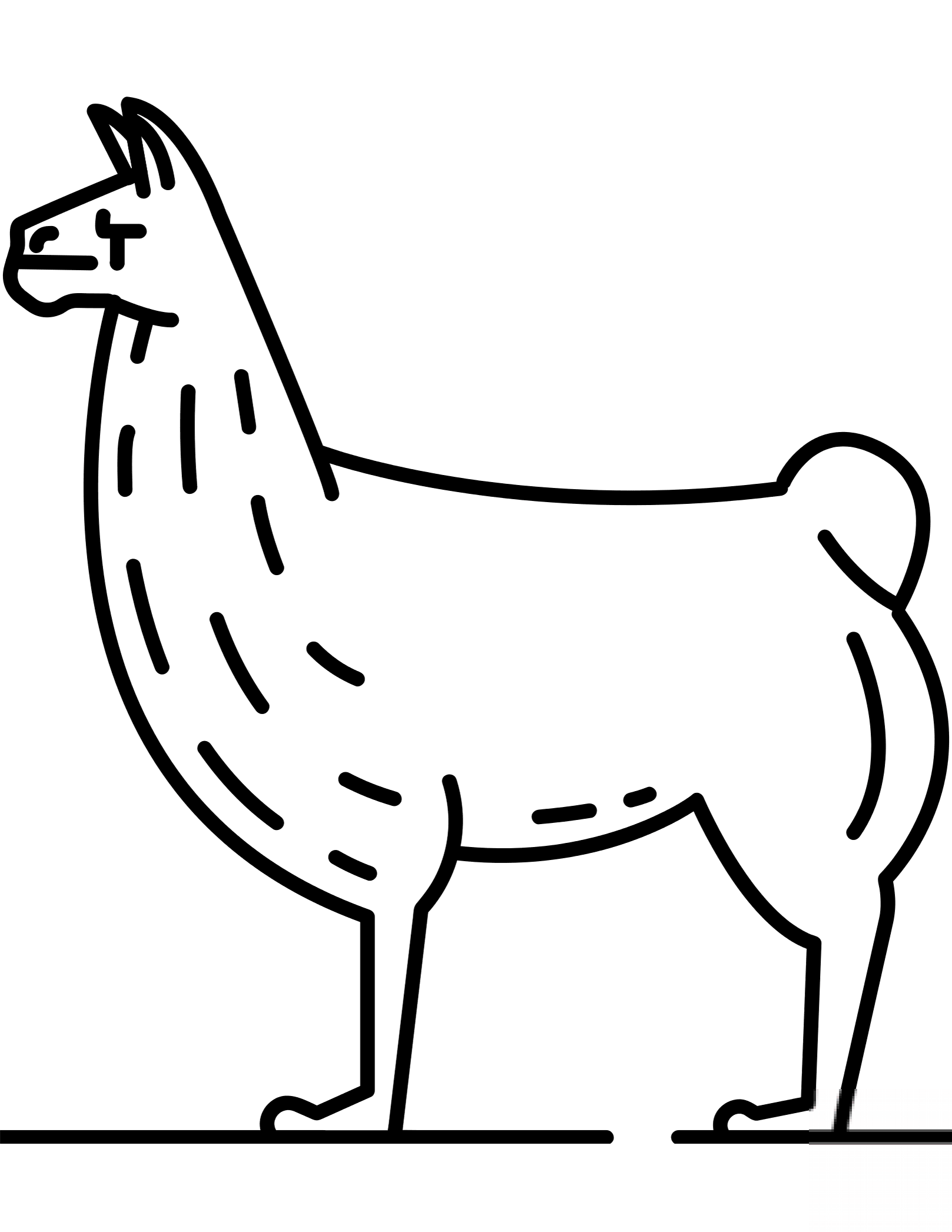 Lama