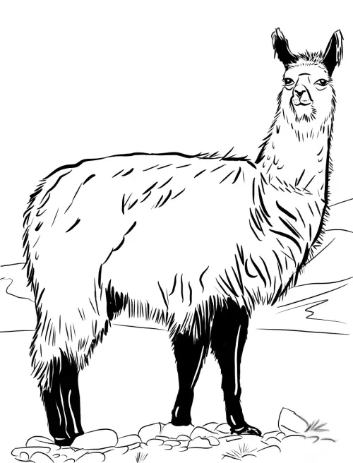 kolorowanka Lama