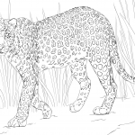 Leopard afrykański