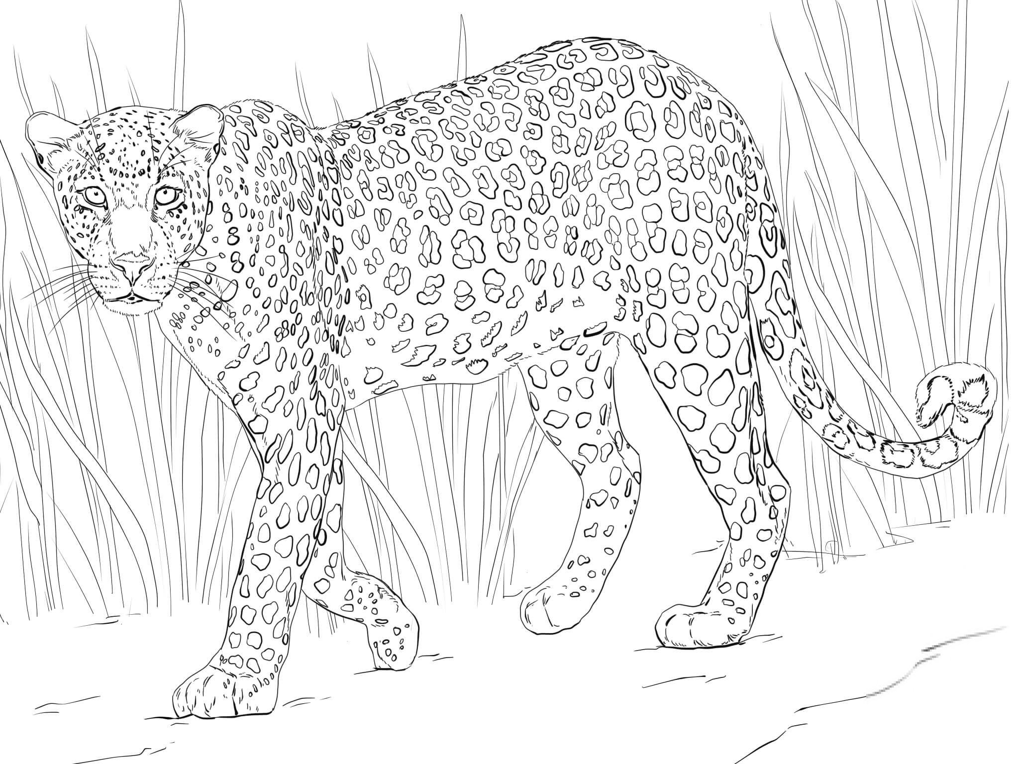Leopard afrykański