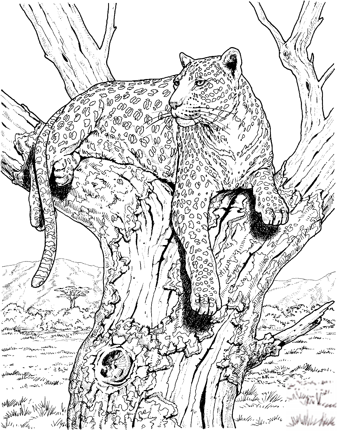 Leopard siedzi na drzewie