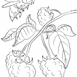 Raspberry Branch