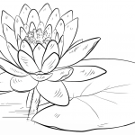 Water Lily and Pad