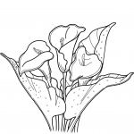 Calla Lily