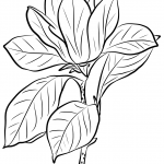 Purple Magnolia