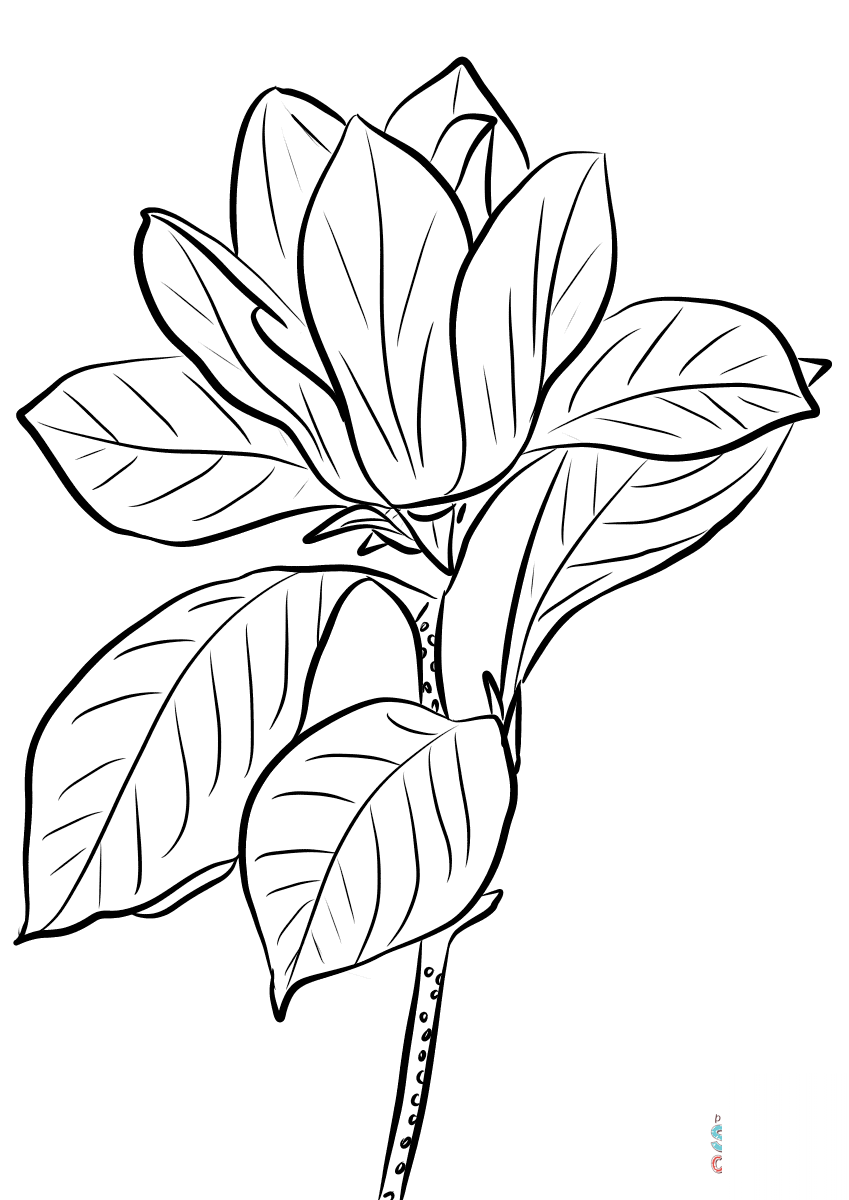 Purple Magnolia