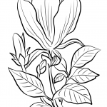 Magnolia pośrednia