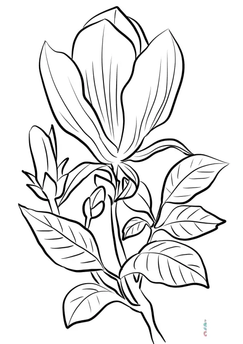kolorowanka Magnolia