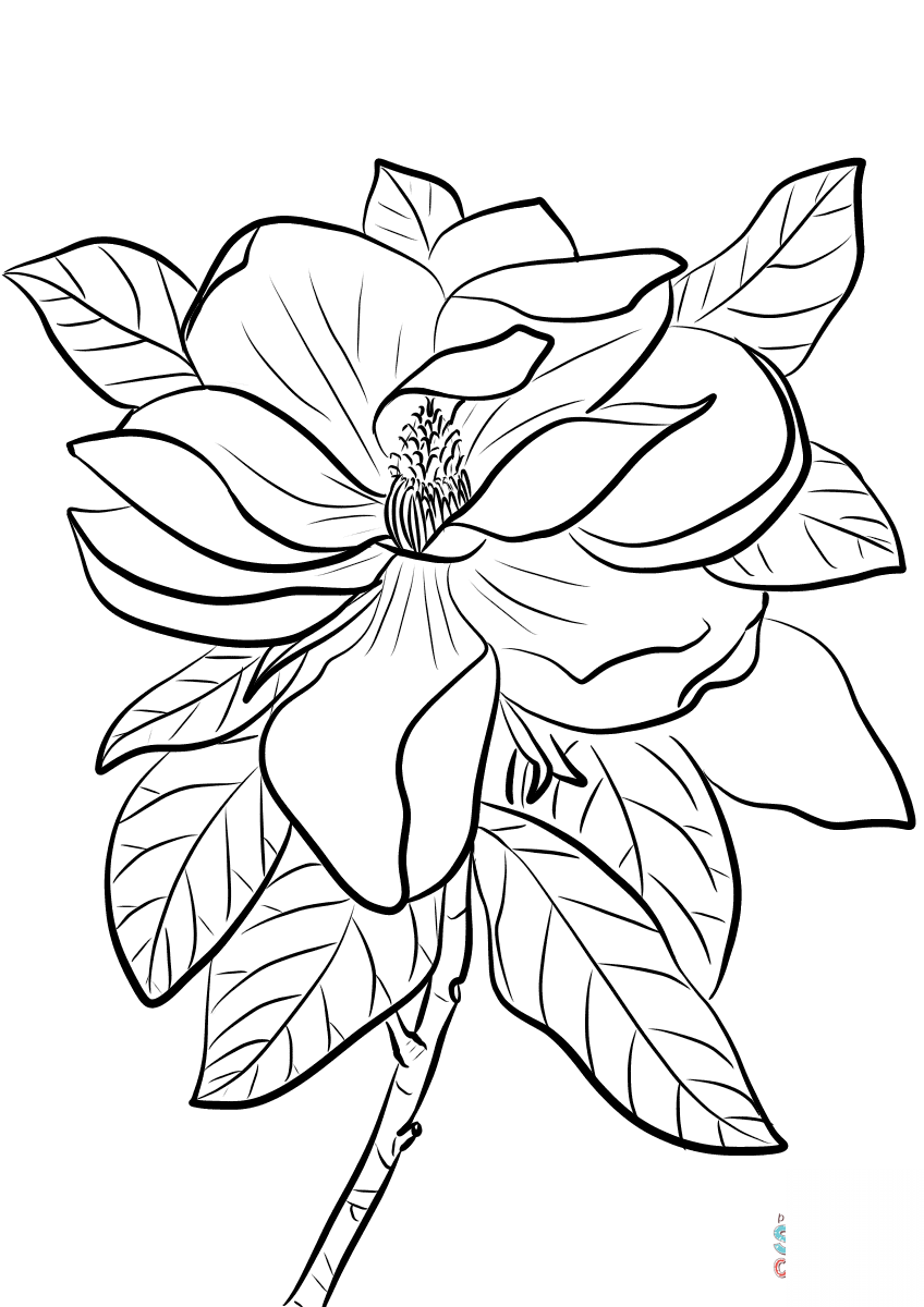 Magnolia wielkokwiatowa