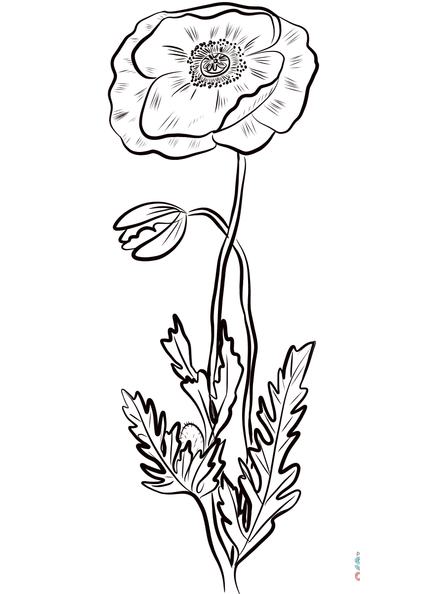 Red Poppy