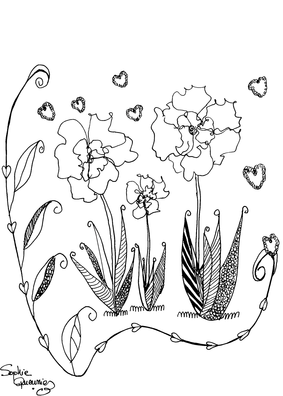 Field Poppies