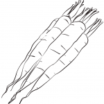 Marchew uprawna