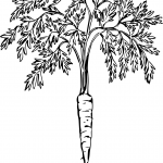 Carrot with Tops