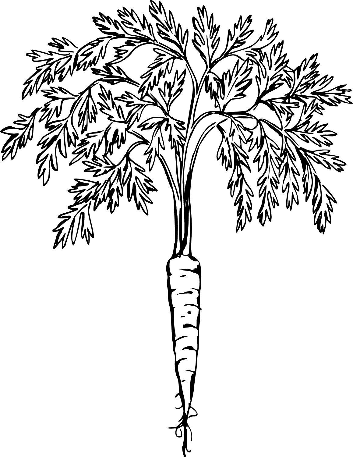 Carrot with Tops