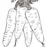 Four Carrots