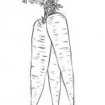 Long Yellow Carrots