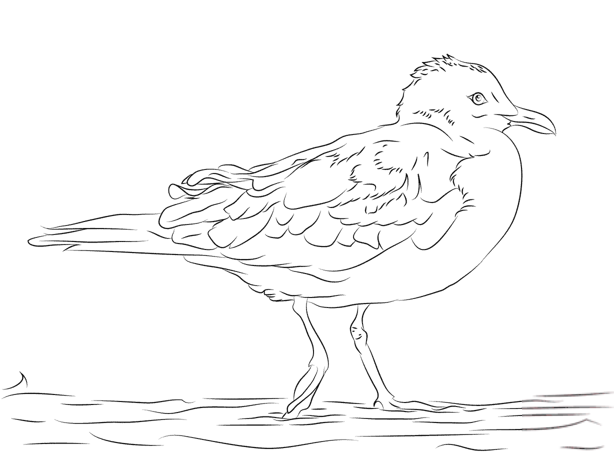 kolorowanka Mewa