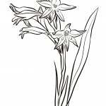 Gladiolus Cuspidatus