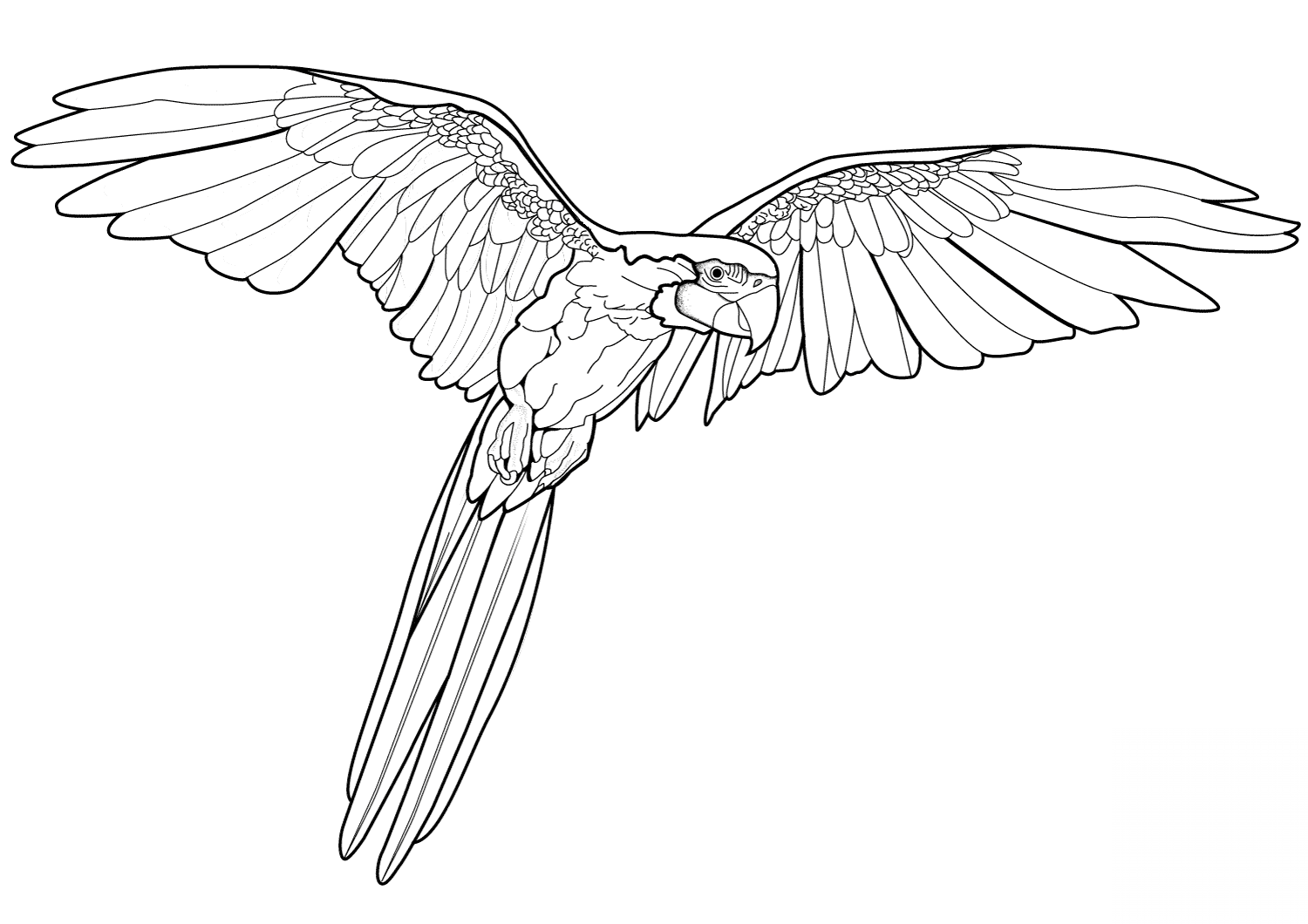 Flying Macaw