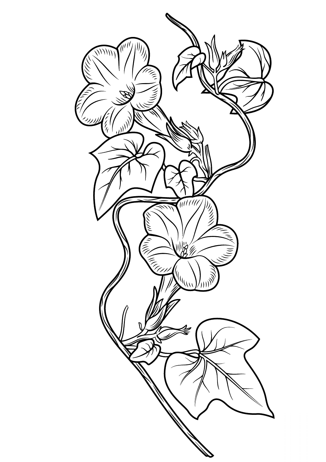 Ivy-leaf Morning Glory