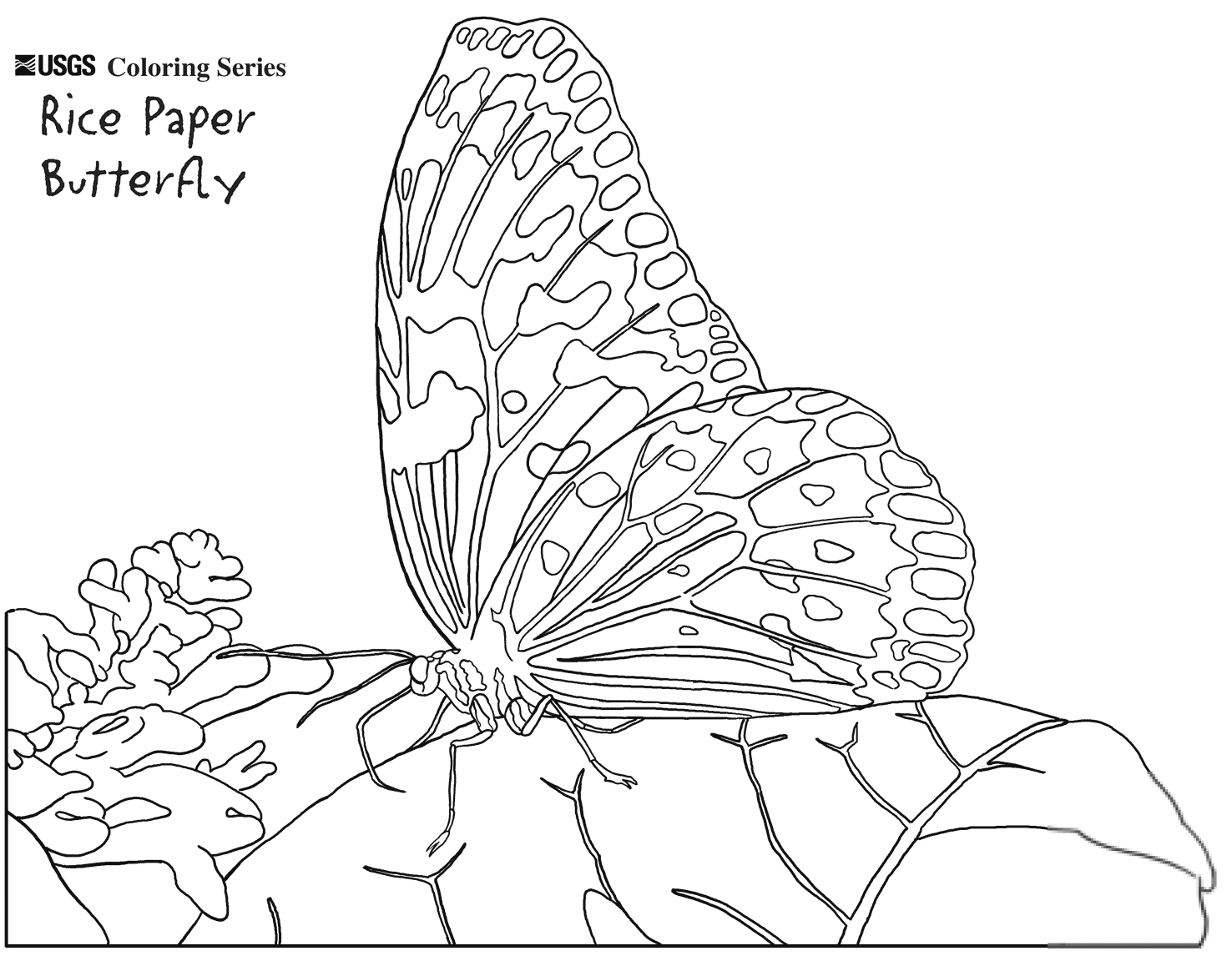 Rice Paper Butterfly