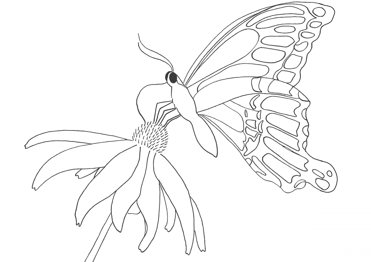 Butterfly on Daisy