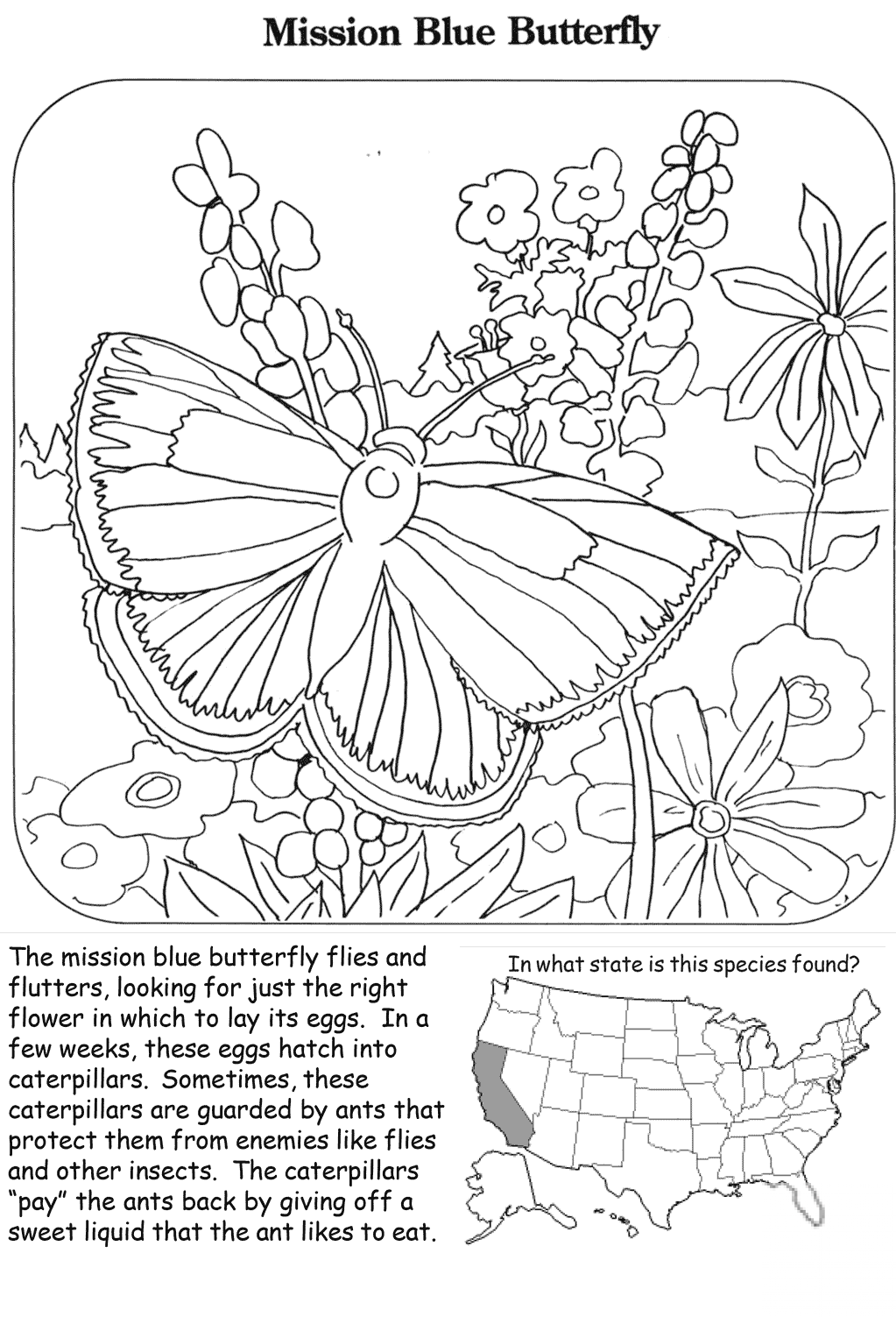 Mission Blue Butterfly