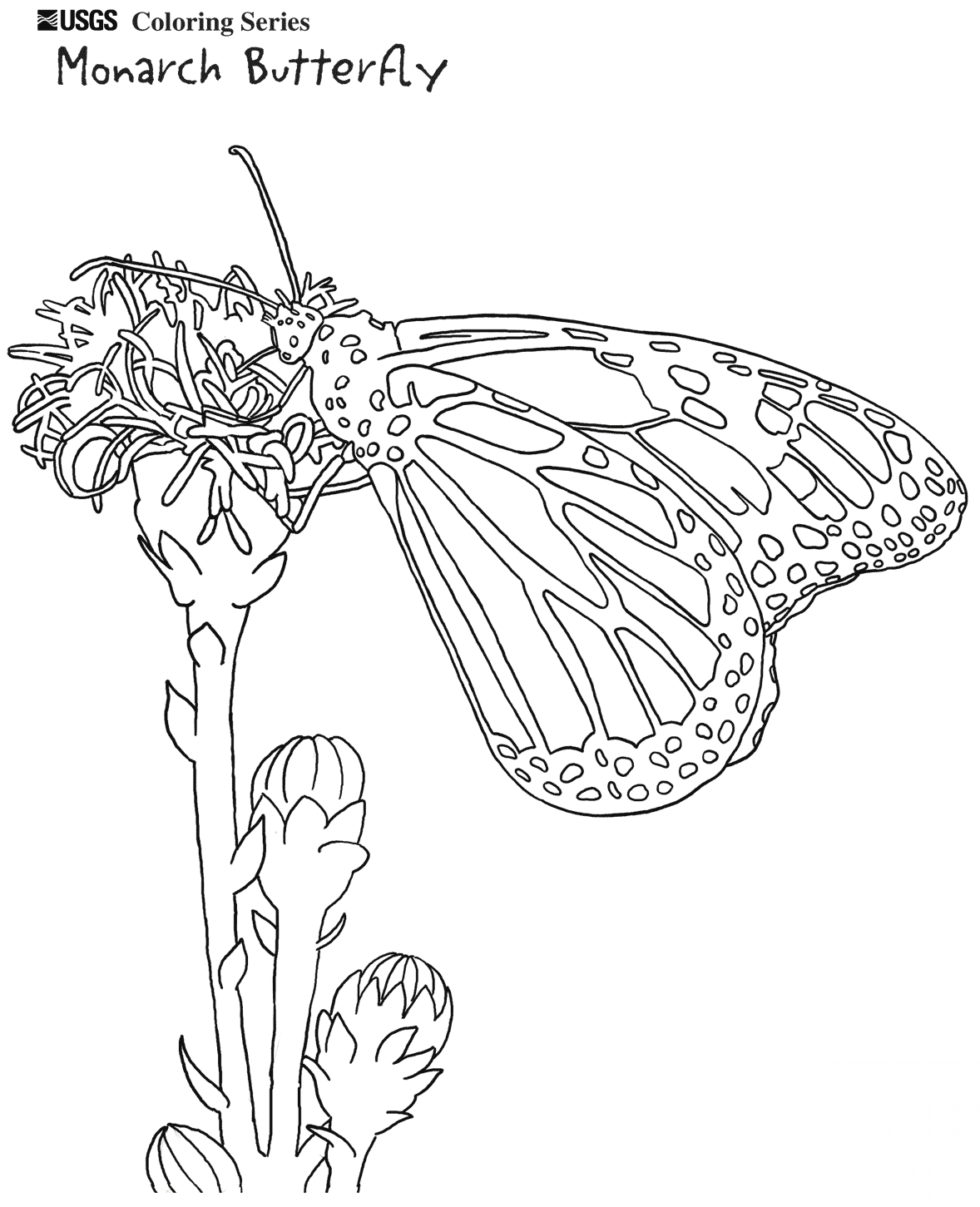 Monarch