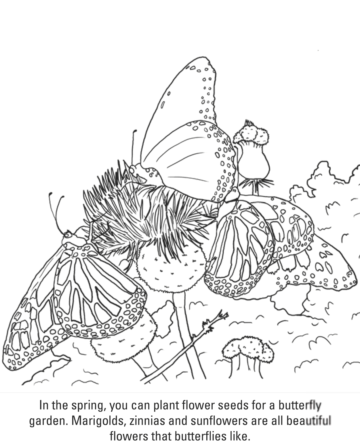 Motyle