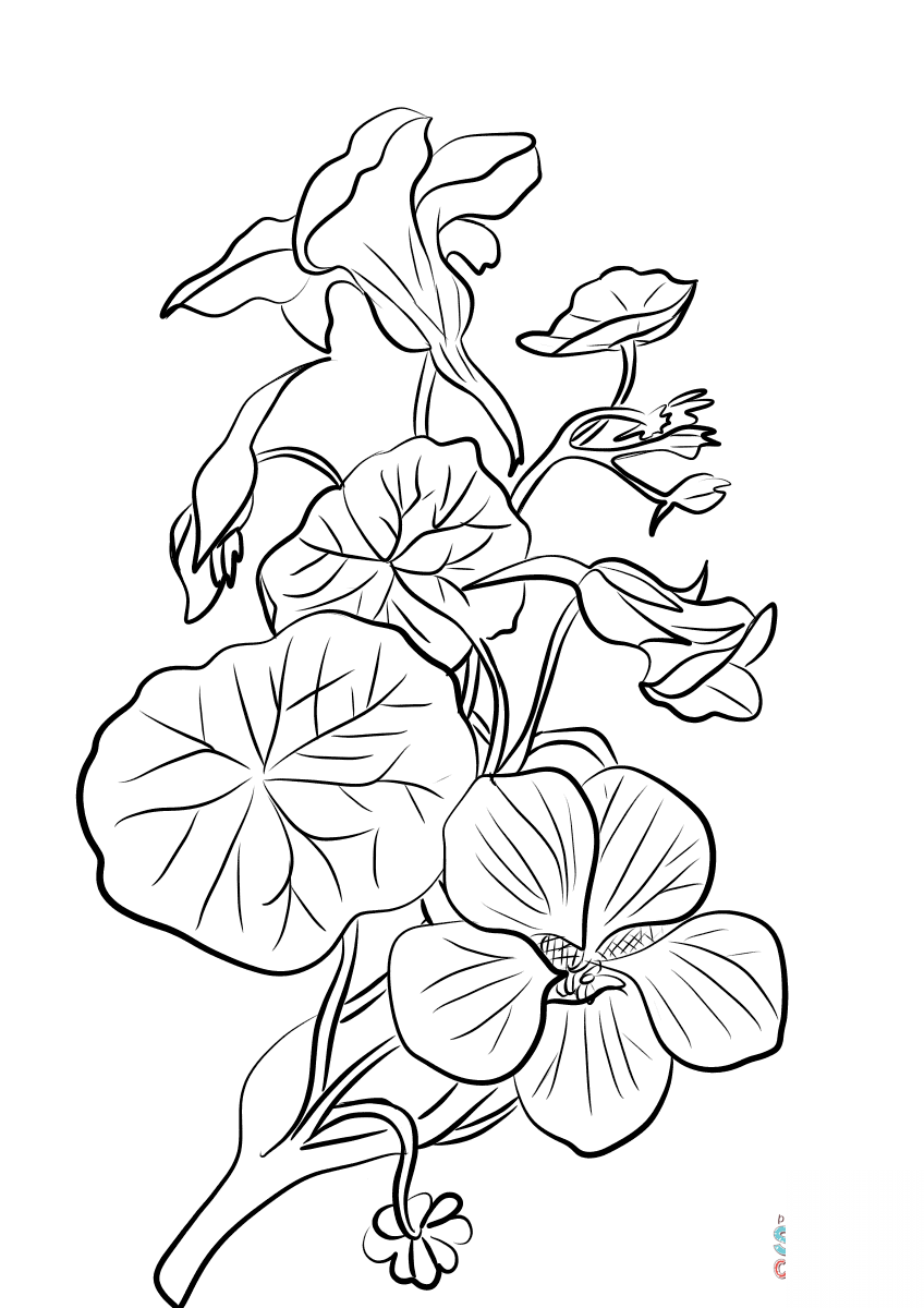 kolorowanka Nasturcja