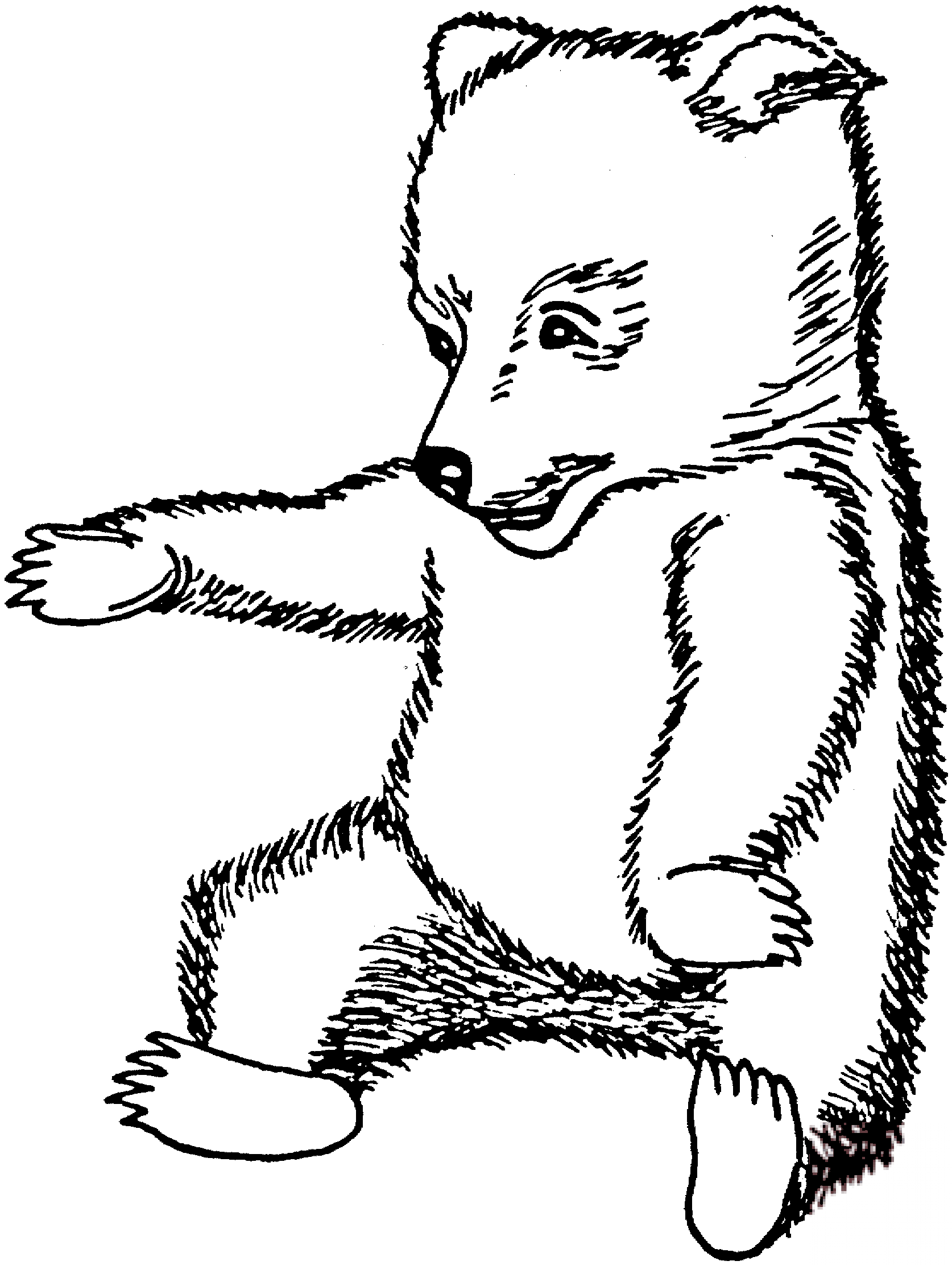 Młody miś brunatny