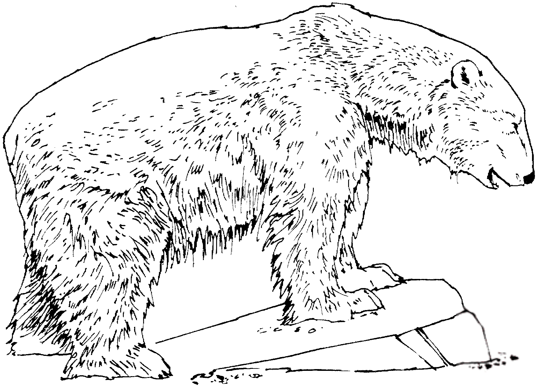 Niedźwiedź polarny stojący na kamieniu