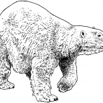 Spacer niedźwiedzia polarnego