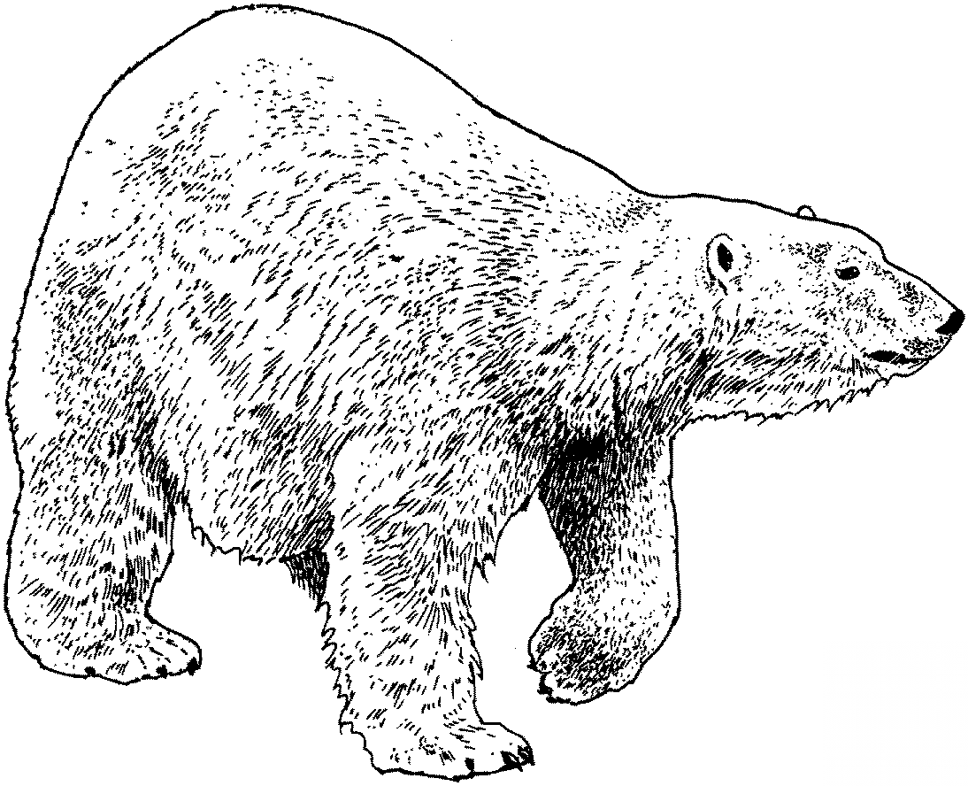 Spacer niedźwiedzia polarnego