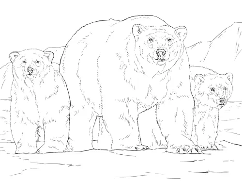 kolorowanka Niedźwiedź polarny